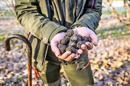 Al via la stagione del tartufo: un autunno d’oro tra fiere, sapori e tradizione