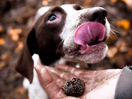 Il Tartufo indiscusso attore protagonista nel Borgo di Millesimo
