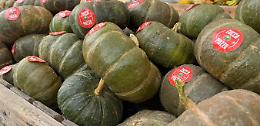 Anteprima Fiera: la "Zucca Piozzo" diventa presidio Slow Food