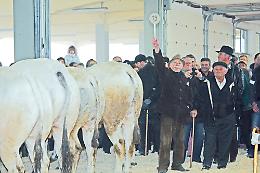 Carrù celebra la Piemontese, l’asta del bue  e la festa della carne