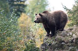 Nessuna prova di un secondo orso in Piemonte: «Nel parco c'è solo M29»