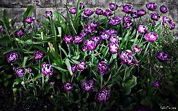 I volontari piantano 600 bulbi di tulipani per colorare il borgo antico