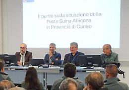 Peste suina: «Dal 2022 abbattuti 30 mila cinghiali in Granda: zero casi»
