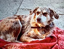 Cane scomparso a Cigliè: «Aiutateci a ritrovare la nostra "Pietra", è buona e affettuosa»