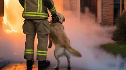 Incendio in casa, cani portati in salvo dai Vigili del fuoco