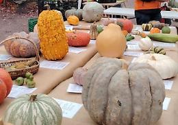Le zucche di Piozzo fanno innamorare anche la Lombardia e l’Emilia