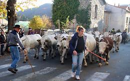 Torna la transumanza, ed è subito festa grande