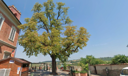 In paese ci sono tre alberi "monumentali" da preservare: un ippocastano, un pioppo e un bagolaro