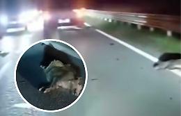 Strage di cinghiali sulla Statale 28  - IL VIDEO