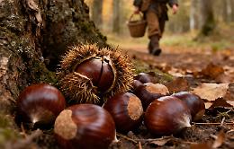 Storie di castagne... e di chi le raccoglie: il valore di chi ancora cura i boschi sui monti