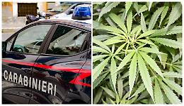 Legato e picchiato un 24enne, custode di un deposito di cannabis legale