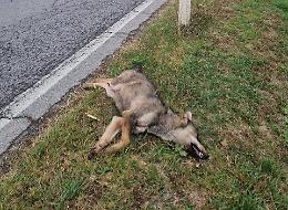 Lupo investito da un'auto sulla Fondovalle Tanaro, questa mattina