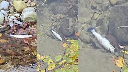 Preoccupazione per una moria di pesci nel Maudagna: intervengono i Forestali