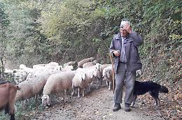 Romano, 85 anni, guida ancora il suo gregge nella transumanza