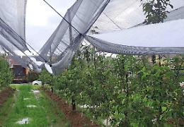 Grandine e gelate devastanti per l'agricoltura: «Ora i fondi per reti e antigelo»