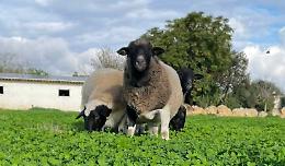 La società agricola Oretta e la carne Jananera, ospite d'eccellenza a "Bee"