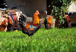 Con l'influenza aviaria, allevare i capponi "come una volta" è ancora possibile?