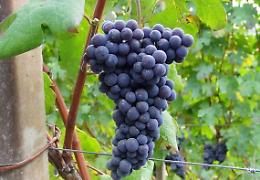 Scende il prezzo delle uve Nebbiolo, le basi Alta Langa comandano la classifica 