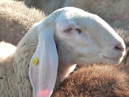 "Bee - Sapori di montagna": annullata la giornata fieristica del 16 novembre