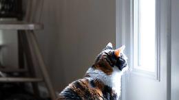 Il gatto fa cadere il lumino e provoca un incendio in casa 