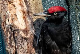 Urtato da un'auto e poi curato, ora il "Picchio nero" è pronto per tornare in libertà