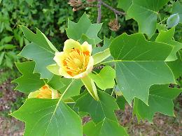 Tre nuove piante sulla piazza delle Scuole: c'è anche un... albero dei tulipani