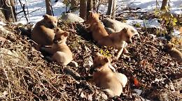 Abbandonati a morire lungo il Pesio: l'intervento del Comune salva 8 cagnolini