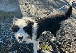 Di chi è questo cane ritrovato a Ceva?