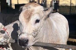 A Ceva è il giorno della “Fiera di Santa Lucia”
