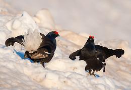 &laquo;Con sci e ciaspole fate attenzione al gallo forcello. Passa l'inverno in una tana nella neve!&raquo;