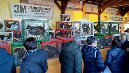 I capponi dell'Istituto Agrario di Cussanio vincono il premio della giuria popolare