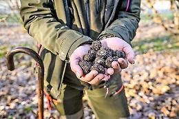 Tartufo, il Piemonte investe in ricerca e innovazione