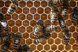 Il regno delle api entra in classe: fondi regionali anche a Garessio e Murazzano