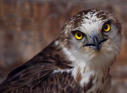 Fierobecco e Remigio, rapaci salvati che tornano a volare
