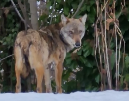 Un lupo in centro paese, in pieno giorno: il video di un residente