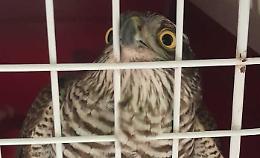 Sparviere intrappolato in una vetrina, i Vigili del fuoco lo liberano 