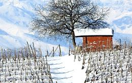 Recupero dei vecchi vigneti: pi&ugrave; di 6 milioni di euro per chi fa il vino