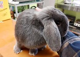 Di chi &egrave; questo coniglio? L'appello per ritrovare la sua famiglia