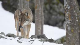 Ci sono 1.124 lupi nelle Regioni Alpine: pi&ugrave; di un terzo si trova in Piemonte