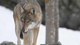 Quanti lupi ci sono nelle nostre montagne? Lo svela un nuovo studio