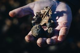 Il tartufo nero del Cuneese si racconta a Sanremo, prima del Festival