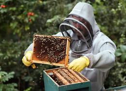 Piemonte Miele spegne 50 candeline: una festa per guardare al futuro dell&rsquo;apicoltura