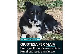 Cagnolina impiccata, la Lega del Cane sporge denuncia: &laquo;Se qualcuno ha visto, parli&raquo;