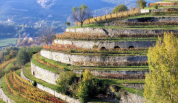Terrazzamenti alpini, corsa ai contributi, ma mancano i fondi per tutti