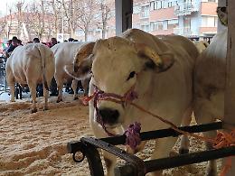 Per garantire carni sane, in Piemonte si visitano ogni anno 40 milioni di animali