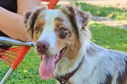 &laquo;Aiutatemi a ritrovare Dolly&raquo;