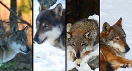 Dai forti "Baus" e "Argentera" al timido "Lykos": tutti gli ospiti del Centro Uomini e Lupi