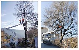 Sicurezza e viabilit&agrave;: il Comune fa potare due grandi alberi vicini alle strade