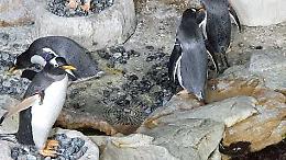 San Valentino sott&rsquo;acqua: all&rsquo;Acquario di Genova sboccia l&rsquo;amore&hellip; tra i pinguini