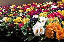 &ldquo;Giornata per la Vita&rdquo;: un&rsquo;occasione per riflettere